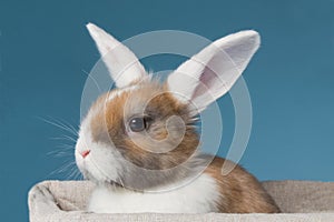 Young white-eared mini-lop rabbit in the studio