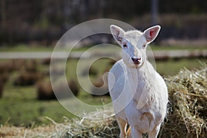 Young white fallow deer