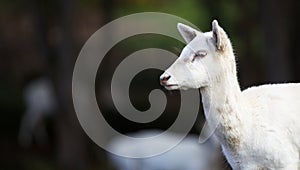 Young White Fallow Deer Head