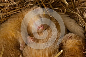 Young white ferrets in a nest