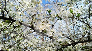 Young white flowers in early spring season. Natural composition