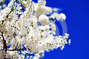 Young white flowers in early spring season. Natural composition