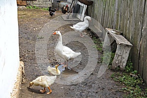 Young white geese, small yellow goslings and chickens