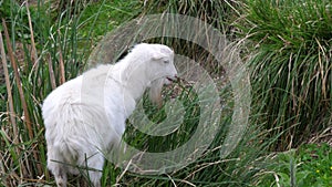 Young white goat chewing on long green grass in slow motion.