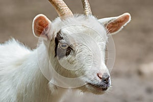 Young white goat with eye spot and horns closeup