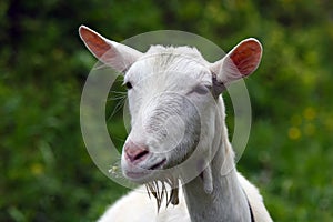 Young white goat with flowers in mouth