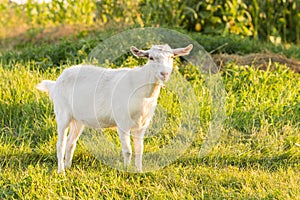 Young white goat grazing at the meadow