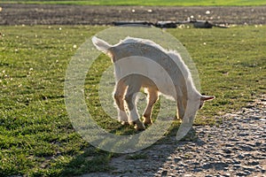 Young white goat grazing at the meadow on summer day