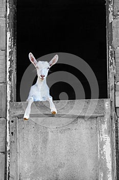 Young white goat standing on the barn door