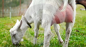 Young white goat, udder