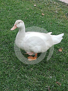 Young white goose on a park lawn