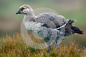 Young white and grey bird with long neck. White goose in the grass. White bird in the green grass. Goose in the grass. Wild white