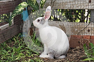 Young white and grey rabbit on grass in garden