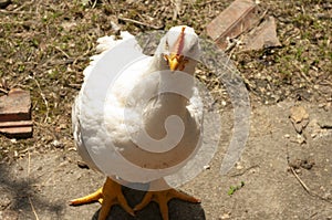 Young white hen, broiler chicken walking outside. farm bird