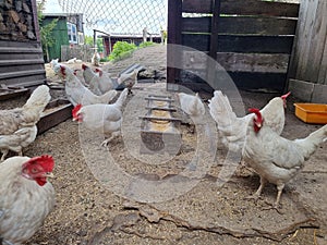 young white hens in the henhouse looking for grain