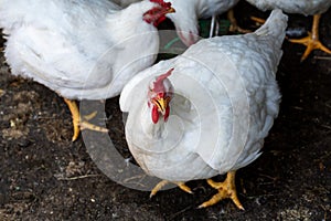 Young white hens with red scallop on a bird farm