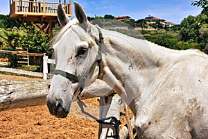 A young white horse with emotional eyes in horse farm