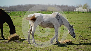 Young White Horse Graze on the Farm Ranch, Animal on Summer Pasture