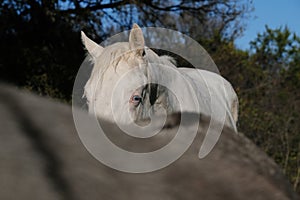 Young white horse with mini donkey blurred foreground on farm