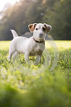 Young white jack russell on grass in park