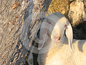 Young white lamb in a flock in the mountain