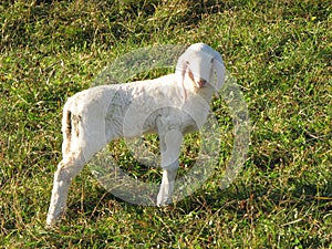 Young white lamb in a flock in the mountain