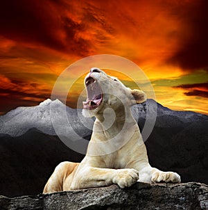 Young white lion, lioness lying and roar on mountain cliff against beautiful dusky sky use for king of wild , wilderness , leader
