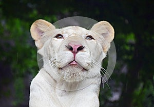 Young white lioness portrait in zoo under rain