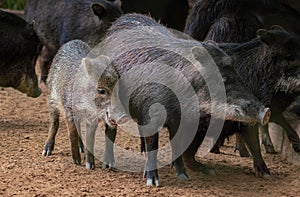 Young White-lipped Peccary