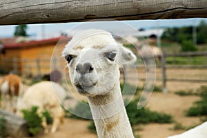 Young white llama in a corral