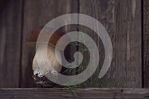 Young white mushroom with a company of dill