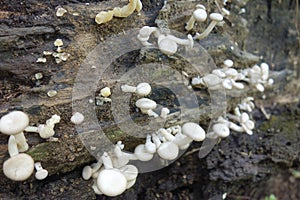 Young white mushrooms growing