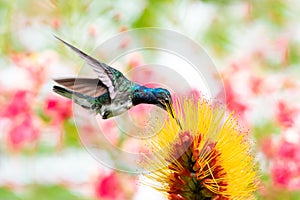 A young White-necked Jacobin hummingbird, Florisuga mellivora, with a colorful background