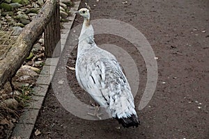 Young white peacock on a path