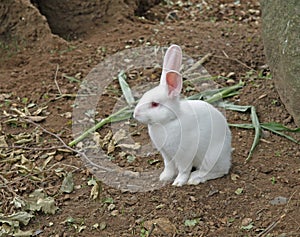 Young white rabbit