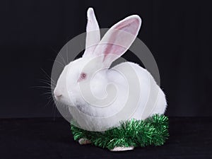 A young white rabbit with Christmas decorations