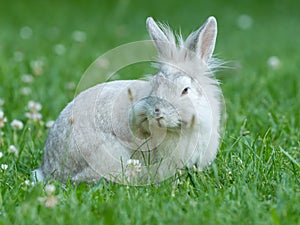 Young white rabbit sitting
