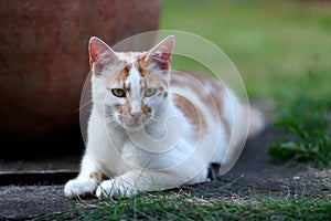 Young white and red cat laying down in the garden