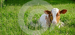 Young white and red color cow, a calf in the green grass in a meadow. Cattle grazing, young cattle. Symbol 2021. New year 2021.