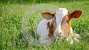 Young white and red color cow, a calf in the green grass in a meadow. Cattle grazing, young cattle. Symbol 2021. New year 2021