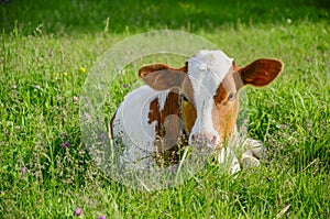 Young white and red color cow, a calf in the green grass in a meadow. Cattle grazing, young cattle. Symbol 2021. New year 2021