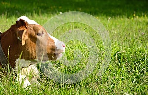 Young white and red color cow, a calf in the green grass in a meadow. Cattle grazing, young cattle. Symbol 2021. New year 2021