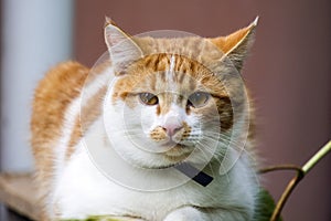 Young white-red-headed cat is sitting pensively