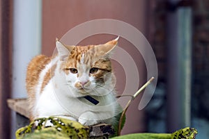 Young white-red-headed cat is sitting on the railing