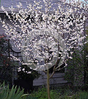 Young white redbud tree Cercis canadensis texensis