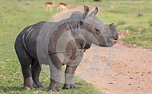 A young white rhino with head held high