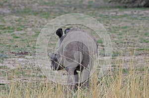 Young white rhino in savannah Namibia Africa Breitmaul Nashorn