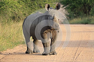 Young white rhinoceros