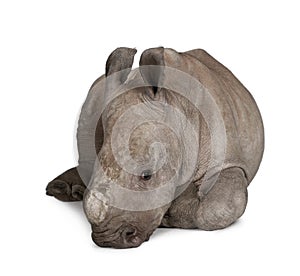 Young White Rhinoceros against white background