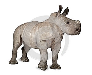 young White Rhinoceros or Square-lipped rhinoceros - Ceratotheri